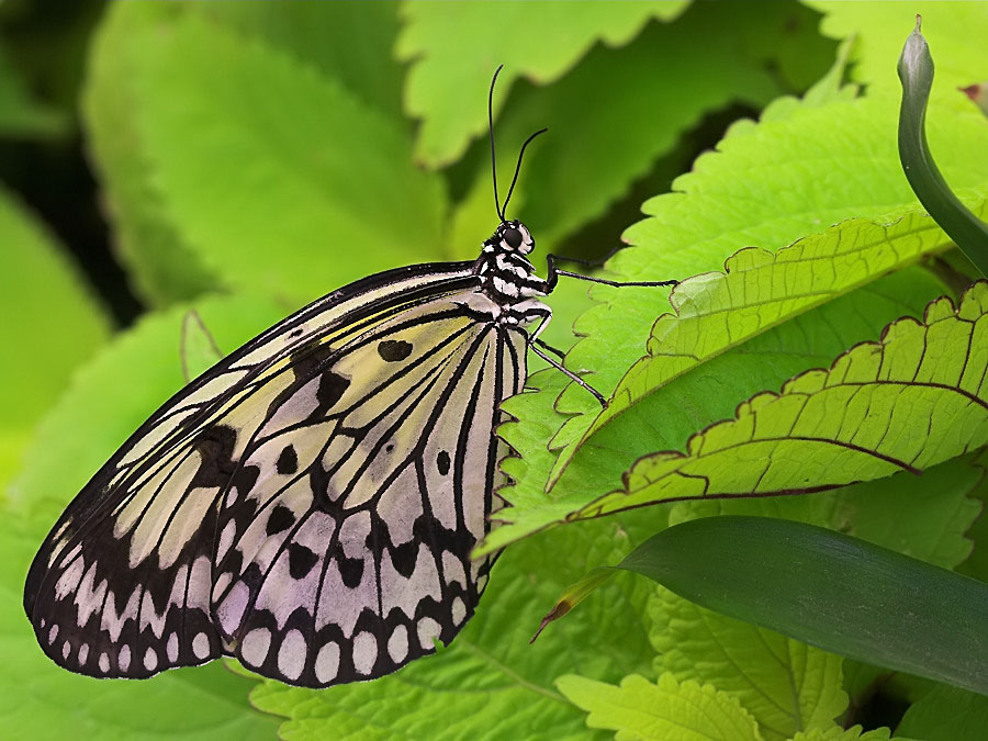 NoG 8658  1.5 9.0 100 Palmengarten FfmIMG_8658WeißeBaumnymphe-01_filtered.jpg