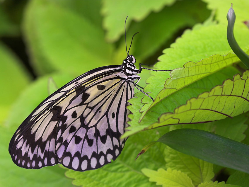 G 8660 1.15 5.0 100 Palmengarten FfmIMG_8660Weiße Baumnymphe-01_filtered.jpg