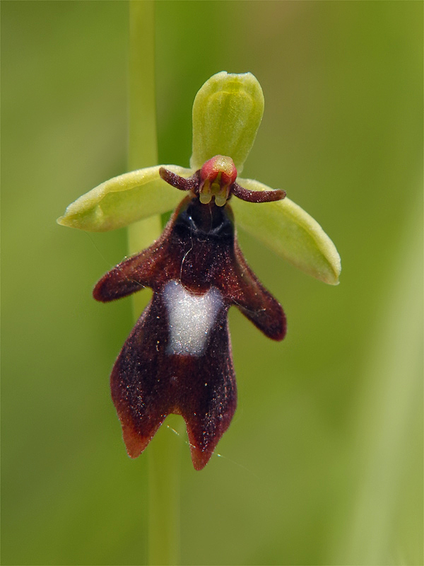 TS_Ophrys_insectifera_01.jpg
