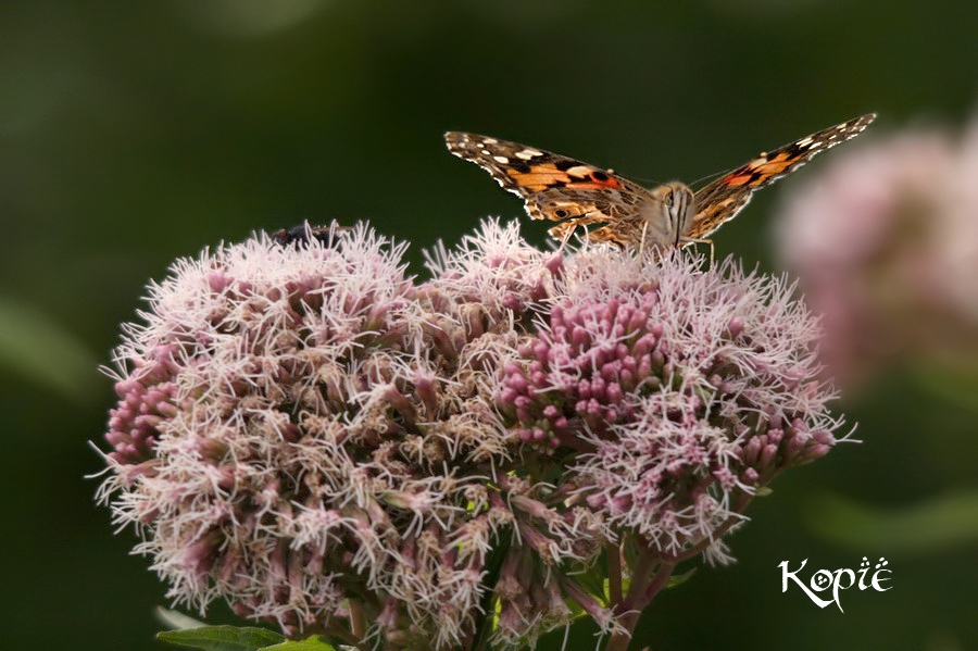 schmetterling4_941! copy_filteredQ.jpg