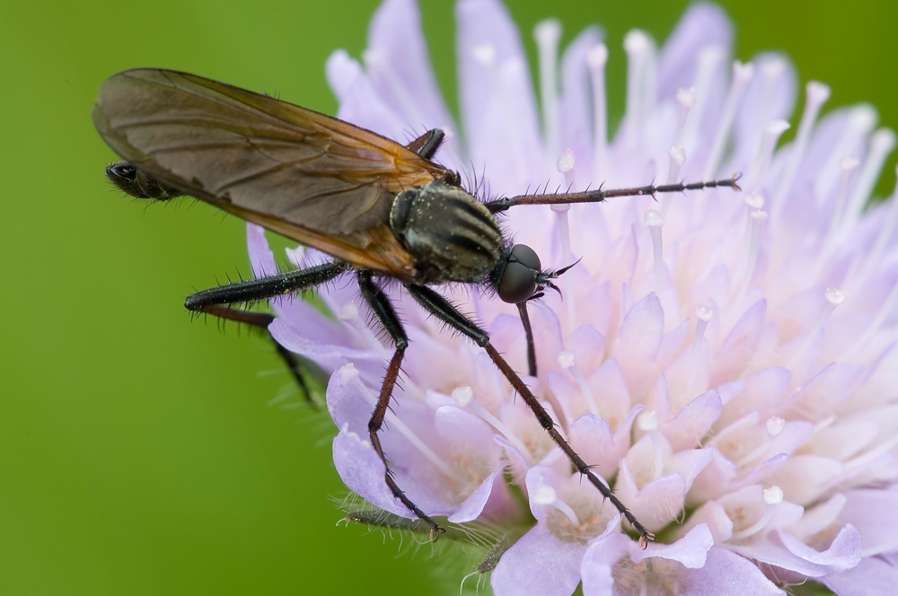 Comp_Fliege auf Blume 2.jpg