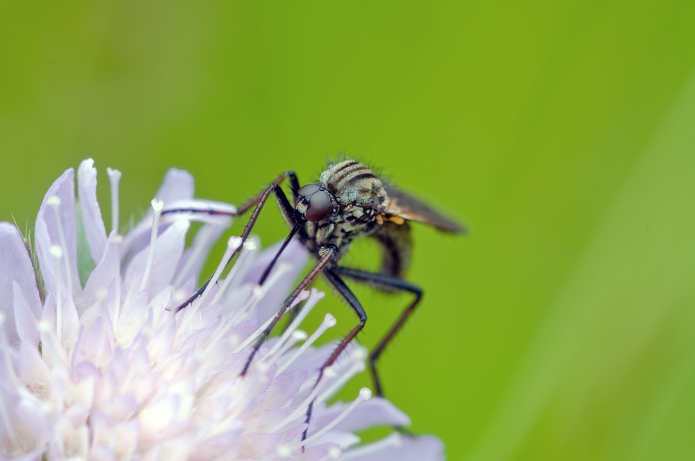 Comp_Fliege auf Blume.jpg