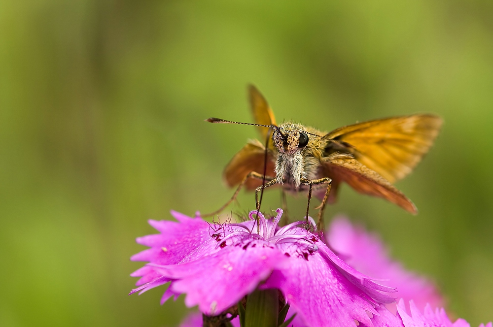 comp_Dickk.a.Nelke11.7.09B.GAr.Grün20 - Kopie.jpg