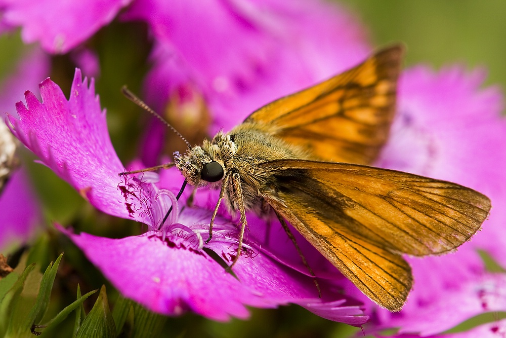 comp_Dickk.a.Nelke11.7.09B.GAr.Grün32 - Kopie.jpg