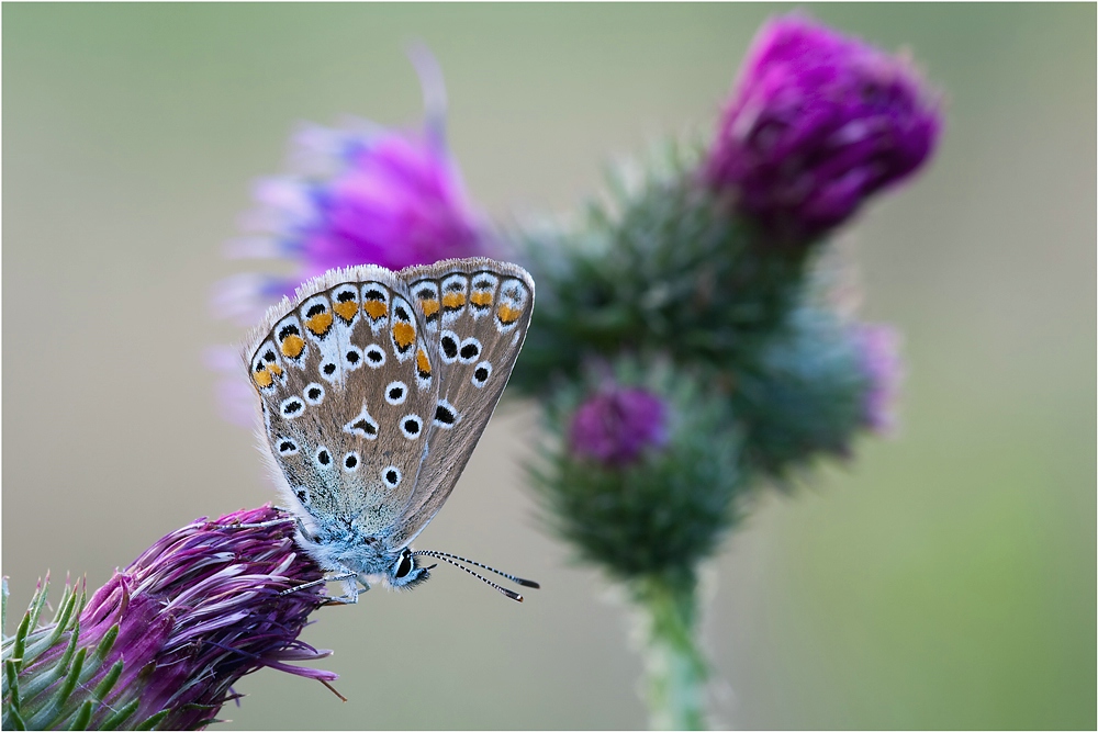 comp_Gemeiner-Bläuling-1.jpg