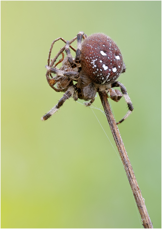 Spinne1.jpg