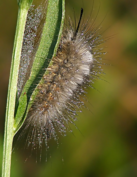 comp_2 spinner_filtered.jpg