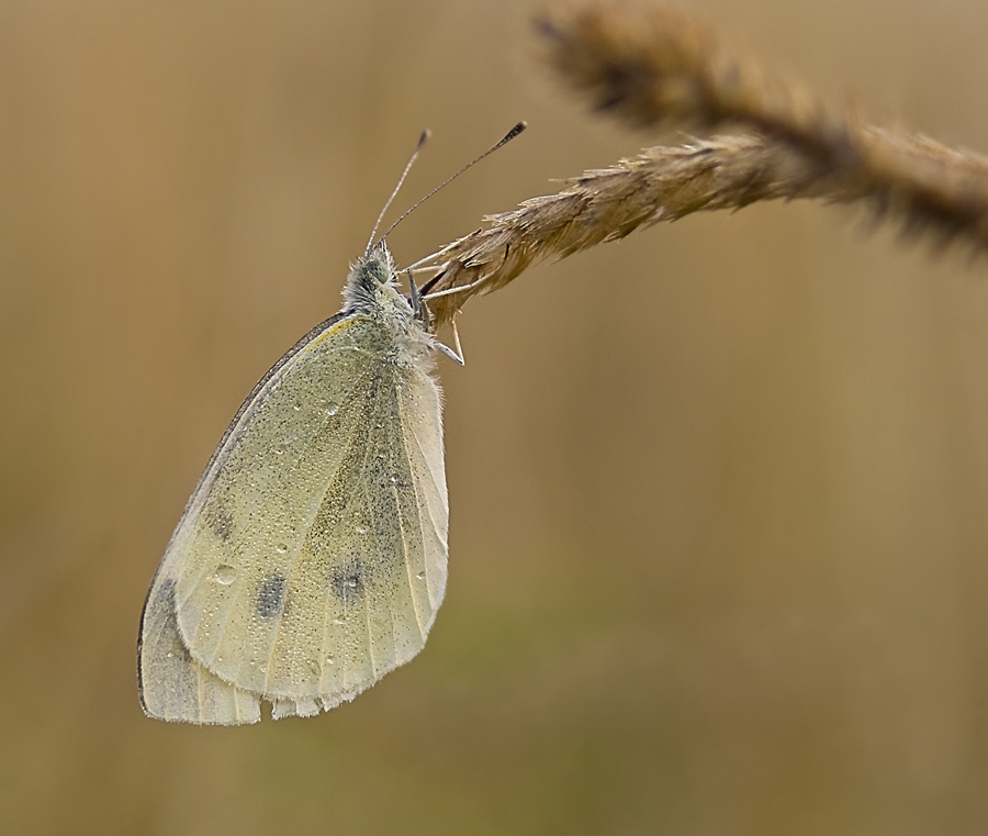 Weissling mit Tau-klein2.jpg