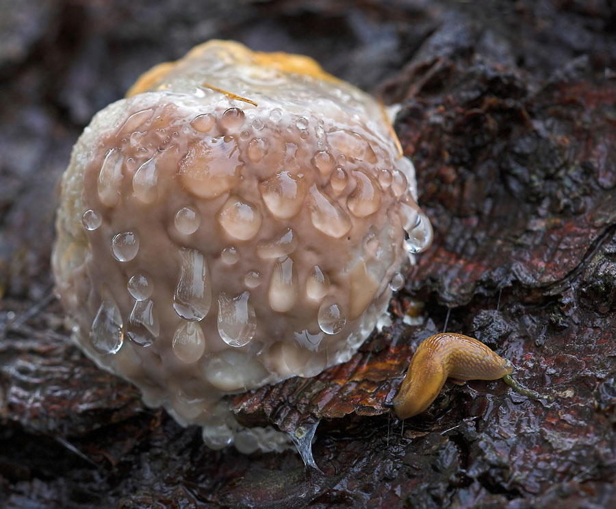 G 8804 1.25 7.1 100 NSIMG_8804RotrandigerBaumschwamm-01_filtered.jpg