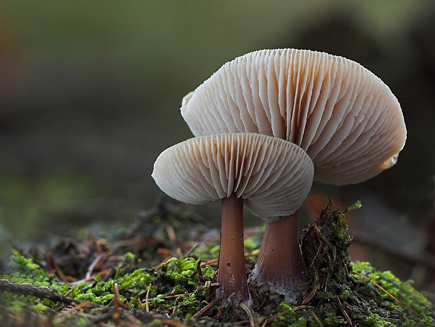 G 8920 1.0 8.0 100 NSIMG_8920Blätterpilz-01_filtered.jpg