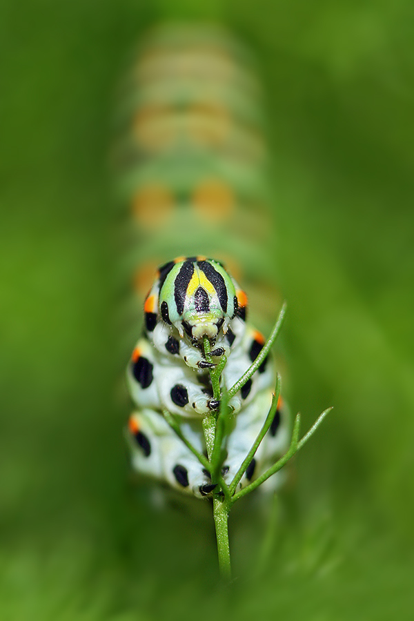 11_IMG_5854_Schwalbenschwanz_Raupe.jpg