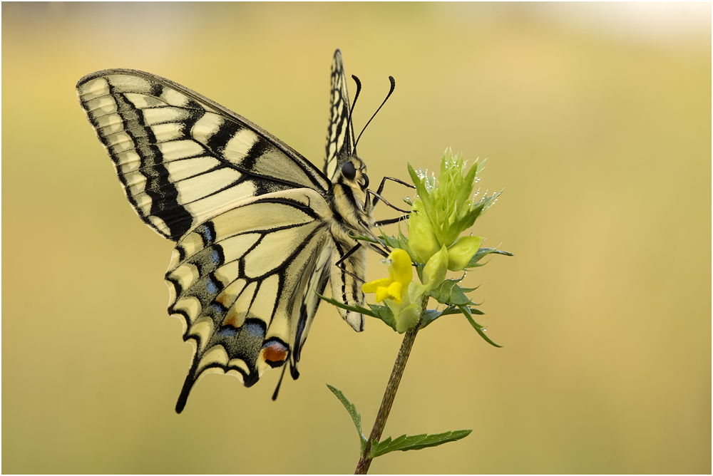 Schwalbenschwanz 073.jpg