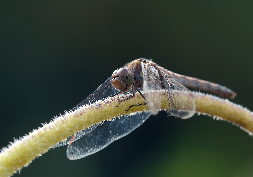 2009_09_25_2307_bearbeitet_1_passig_gemacht Kopie.jpg