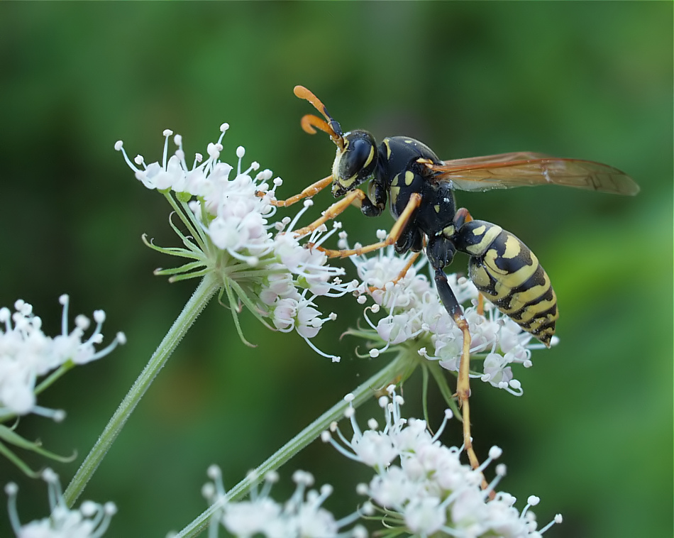 Wespe_P8235001_F250.jpg