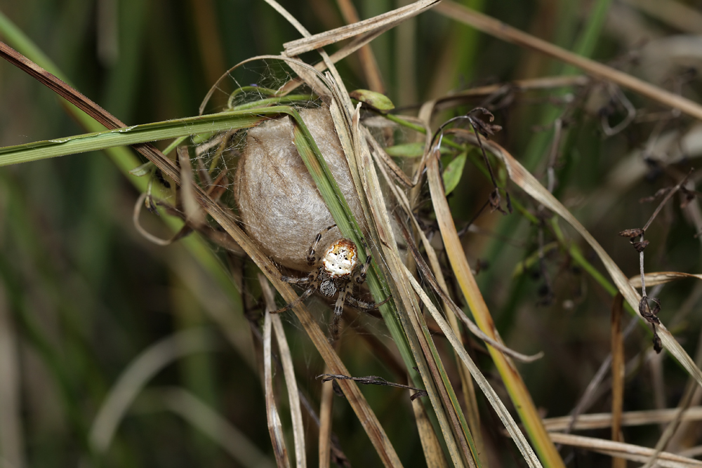 IMG_5540-web.jpg