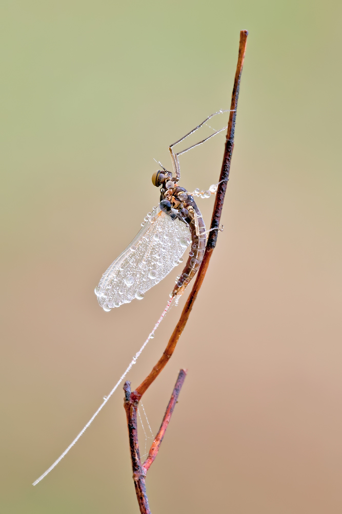 DSC_1884.jpg