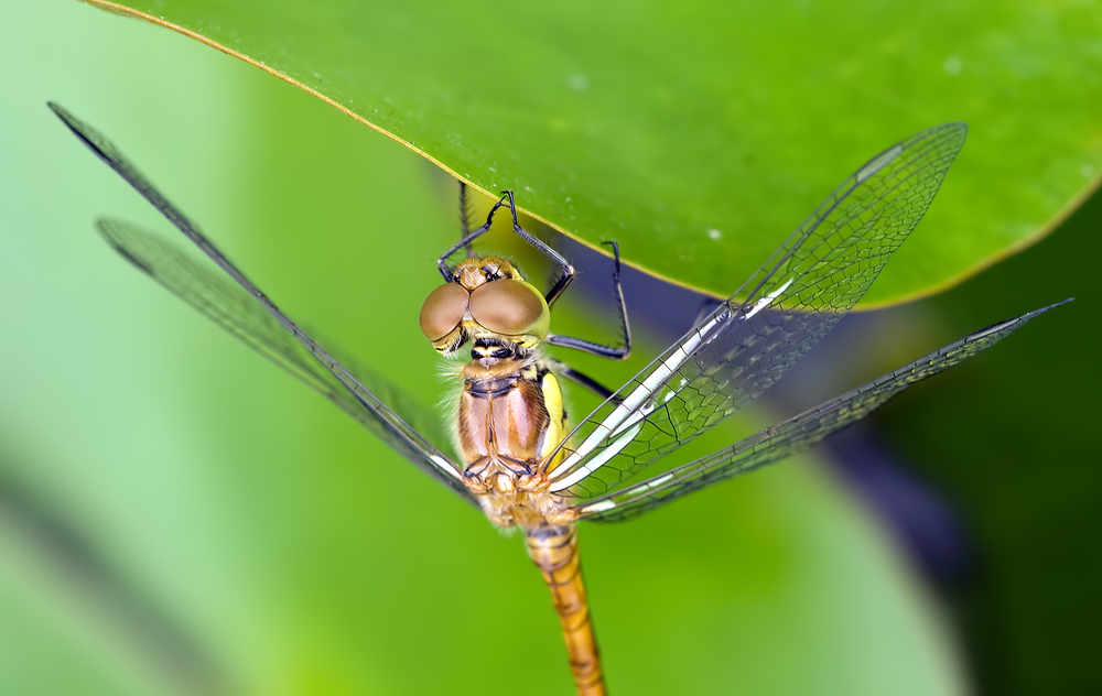 grosse-Heidelibelle-Sympetrum-striolatum-2-a19523616.jpg