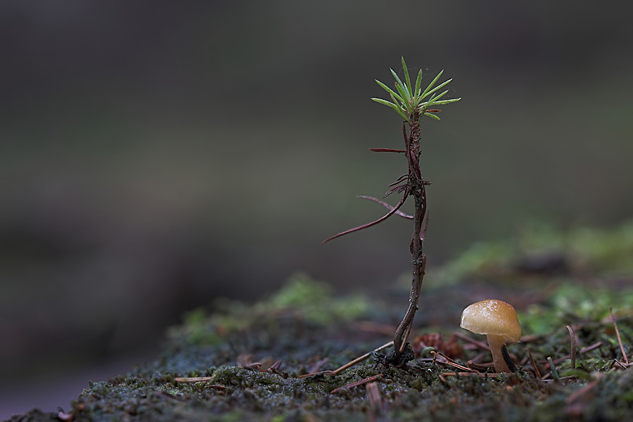 2W 4126 1.3 7.1 100 NSIMG_4126Lärchenkeimling-01_filtered.jpg