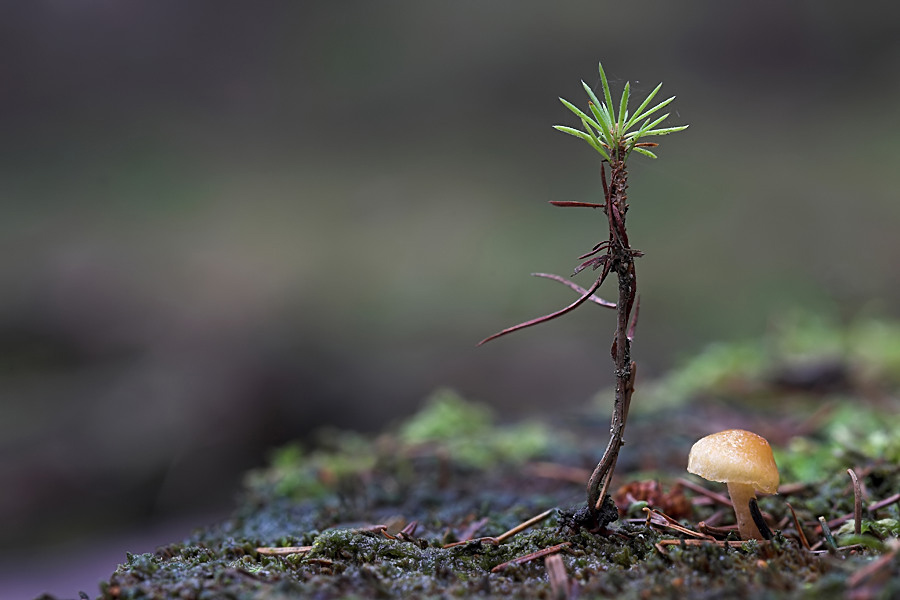 Test2W 4126 1.3 7.1 100 NSIMG_4126Lärchenkeimling-01_filtered.jpg