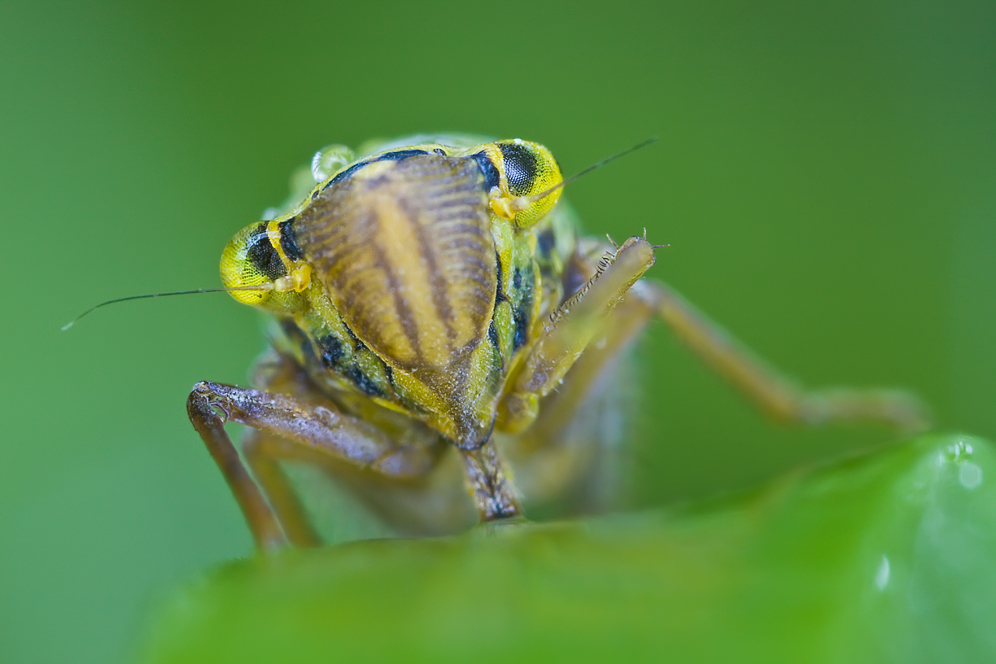 _MG_3420_Grüne_Zwergzikade.jpg