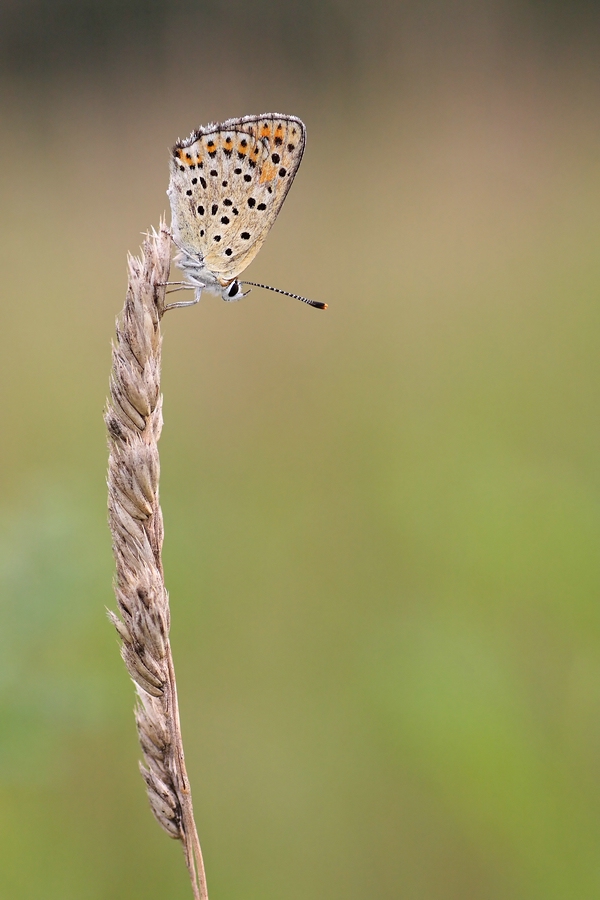 cp-Brauner Feuerfalter 2 ps_filtered.jpg