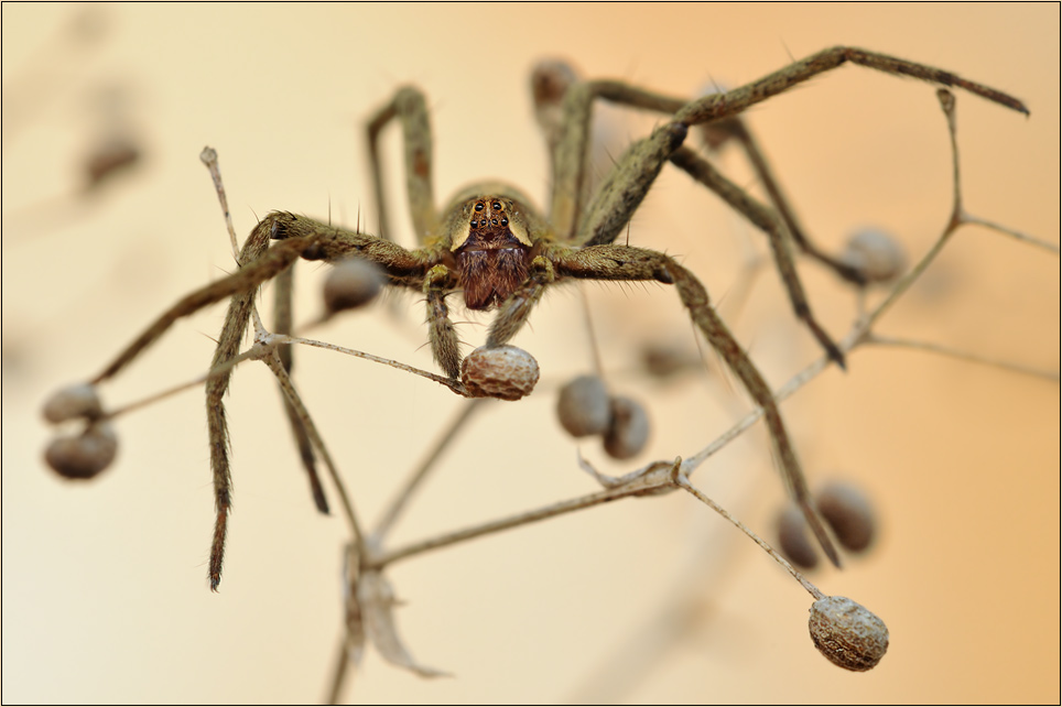 Markus_Listspinne_3744.jpg