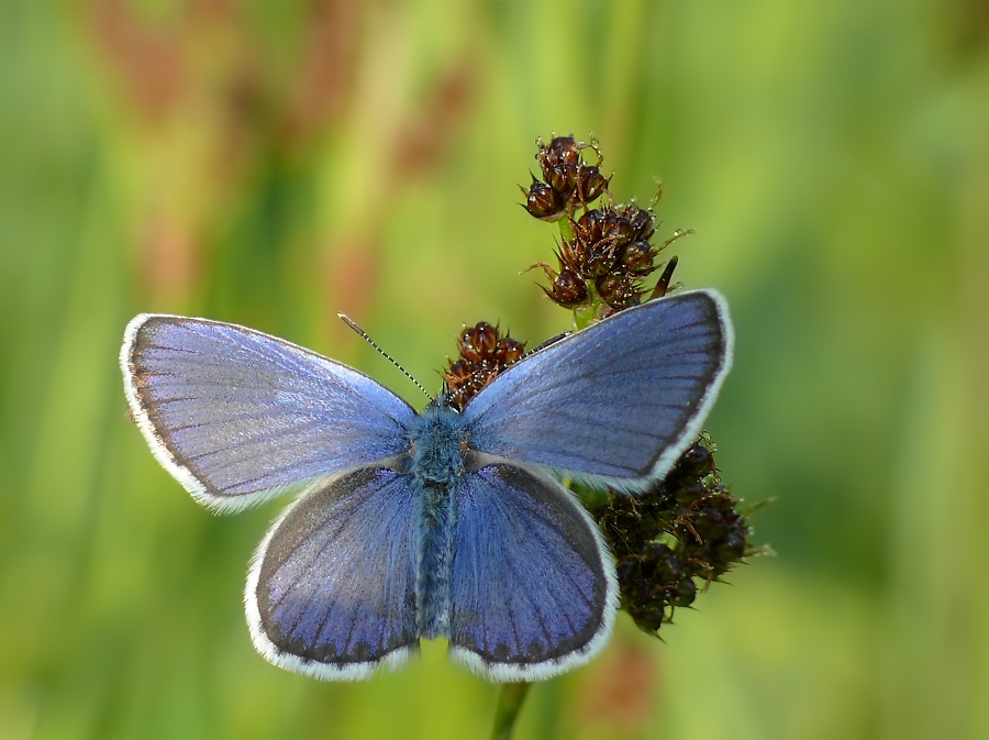 mai bläuling0839.jpg