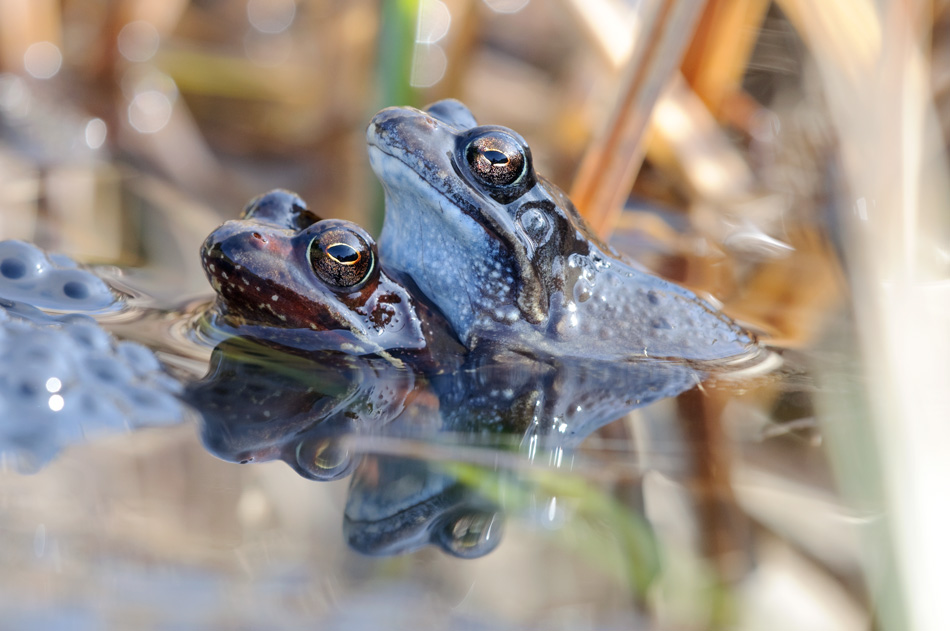 froschpaarung.jpg