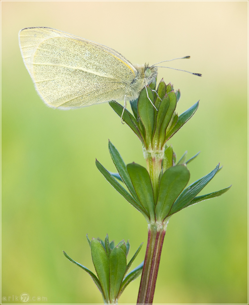 Kleiner Kohl-Weissling - Pieris rapae 04 kND.jpg