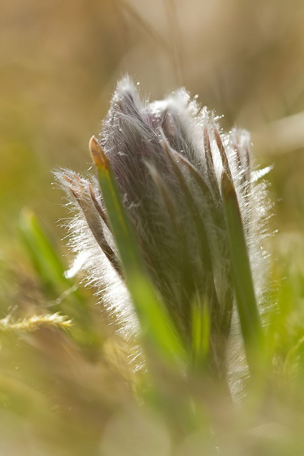 Der Sonne entgegen.jpg