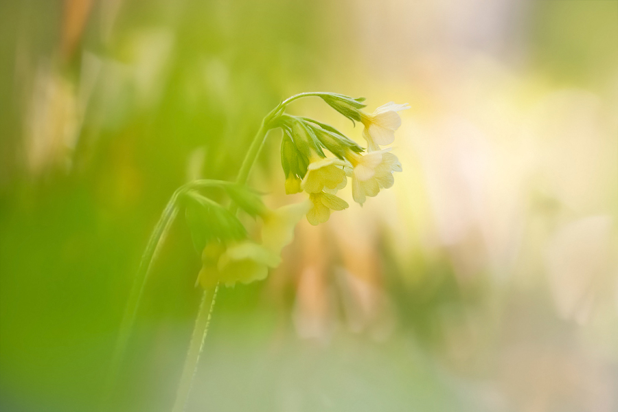 Primula-veris2b.jpg