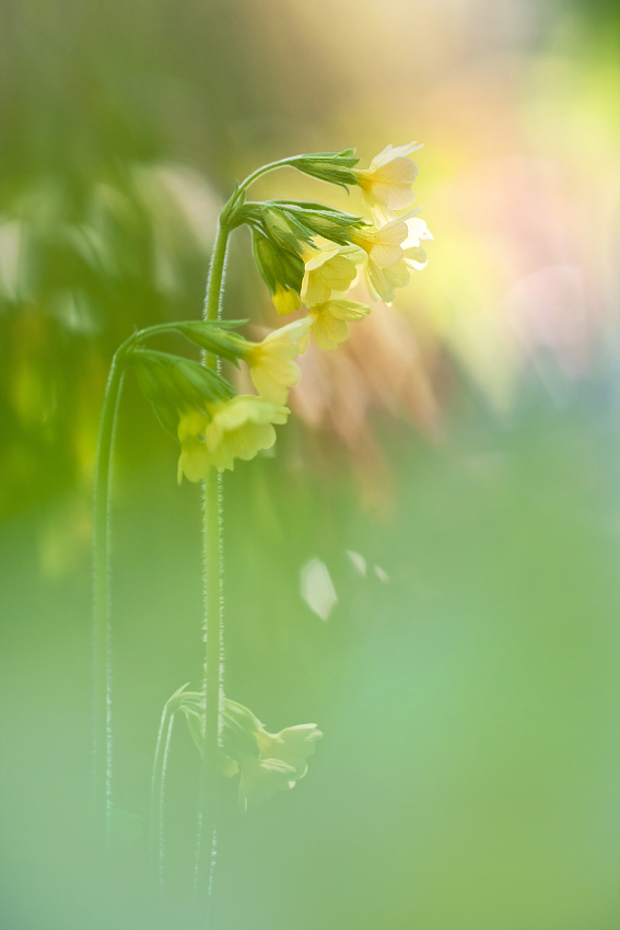 Primula-veris1b.jpg