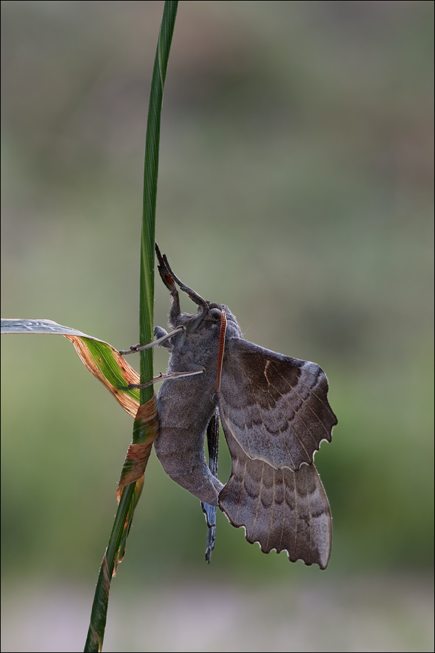 IMG_3369_Pappelschwärmer_Laothoe_populi.jpg