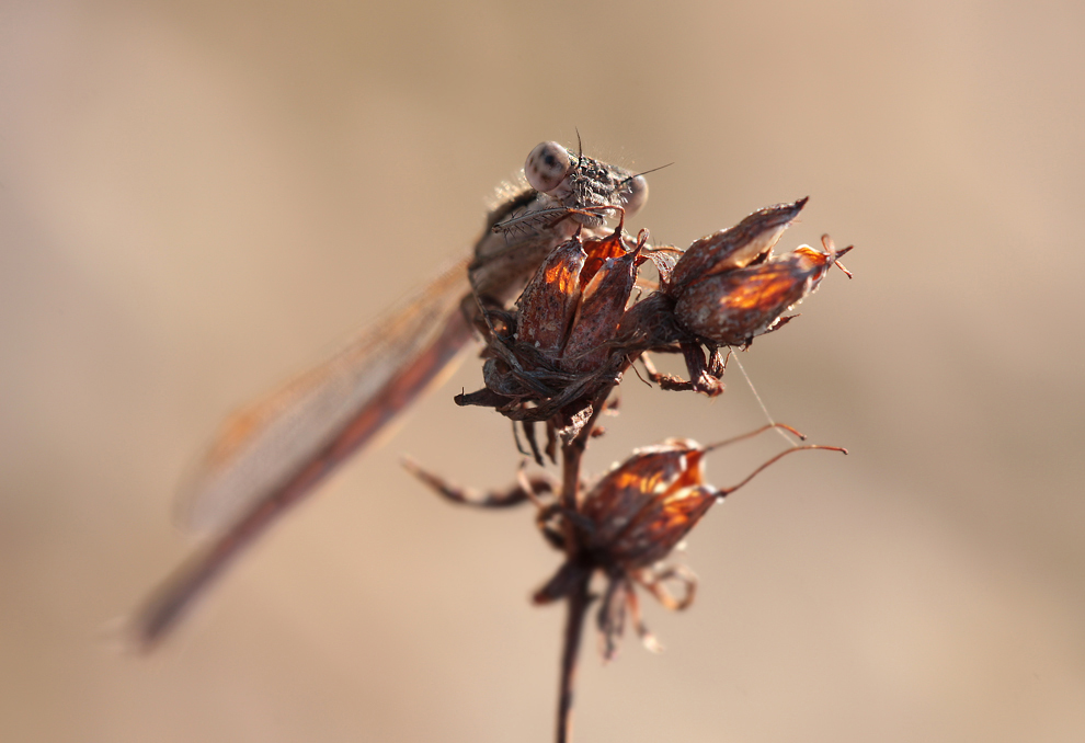 sympecmafusca_w_wernau_07042010_01a.jpg