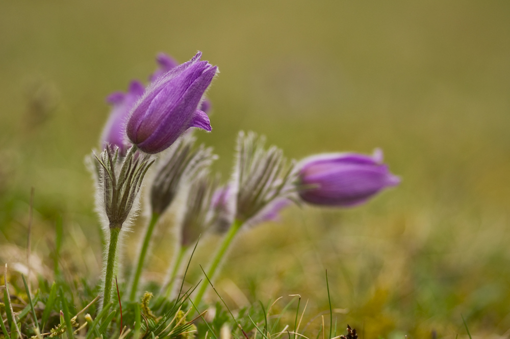 Pulsatilla4.jpg