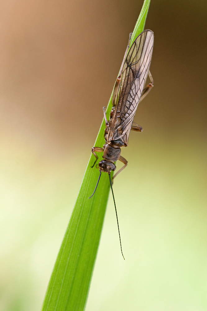 Schlammfliege_90Prozent_3085.jpg