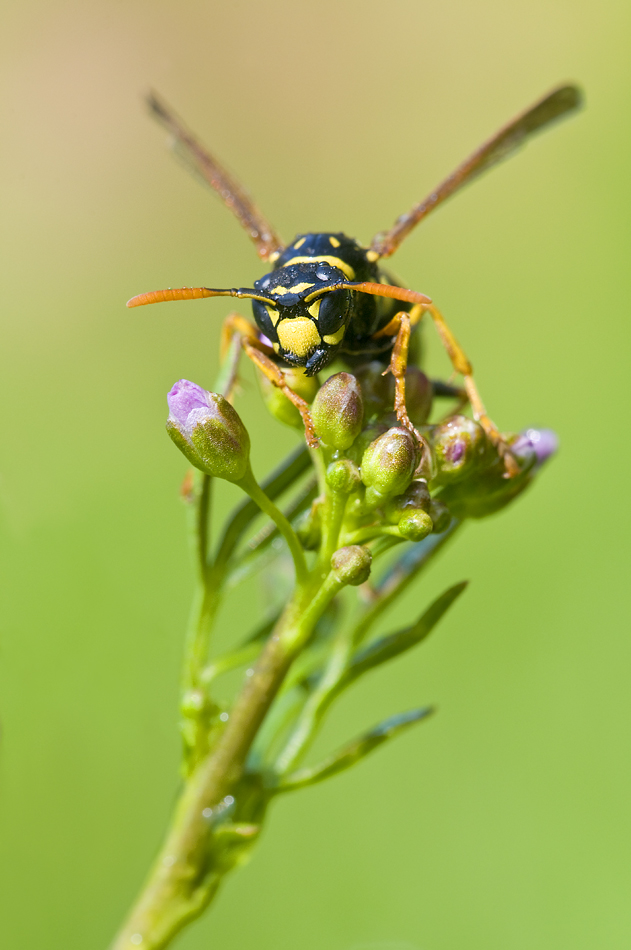 Feldwespe_kompr.jpg