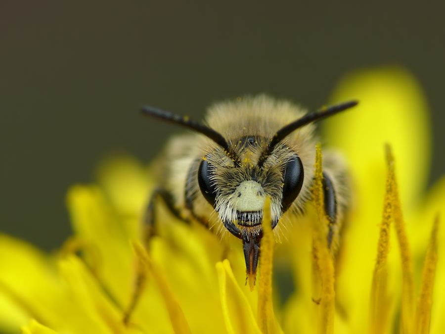 biene frontal 998.jpg