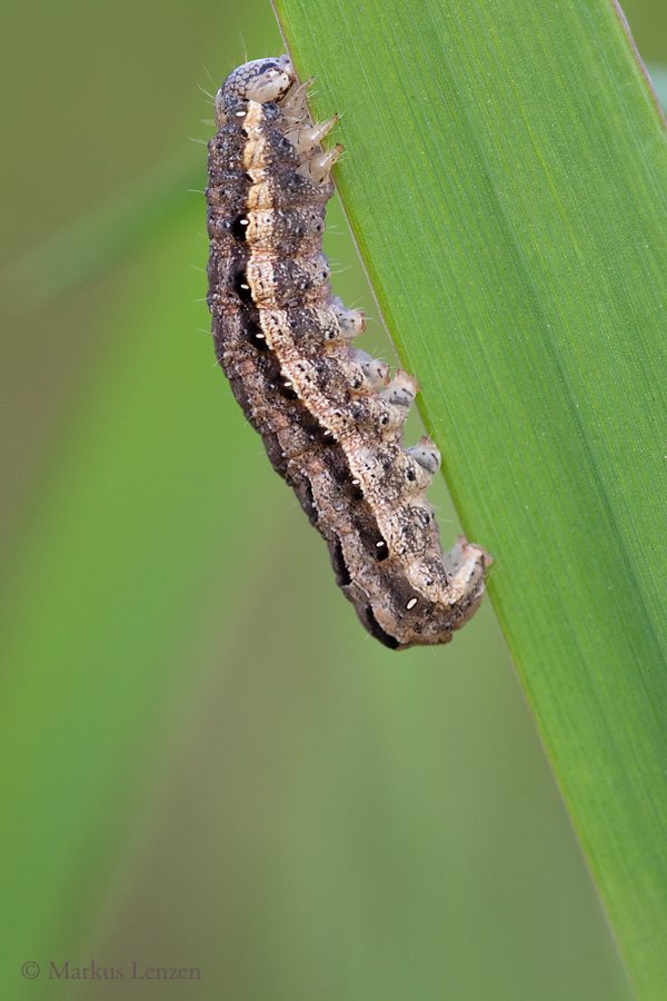 IMG_4557_hochkant Crop.jpg