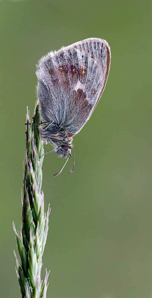 Kleines Wiesenvögelchen_web_8338.jpg