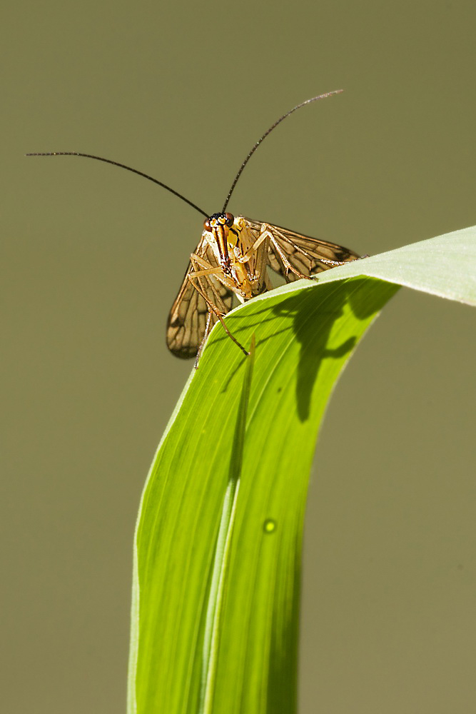 _DSC3538_Liten.jpg