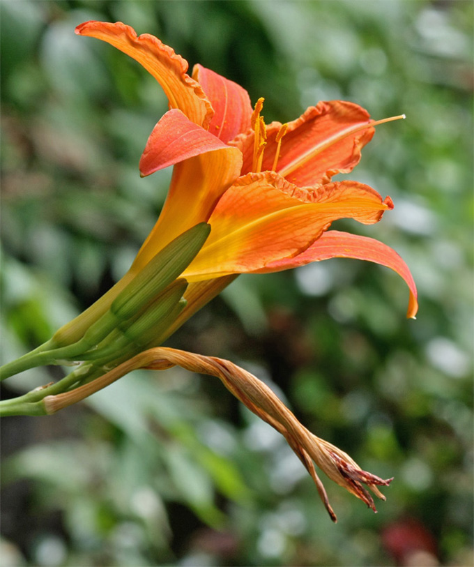 Hemerocallis 250 Kopie.jpg