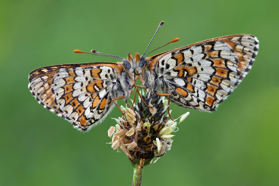 Wegerich-Scheckenfalter-(Melitaea-cinxia)_01.jpg