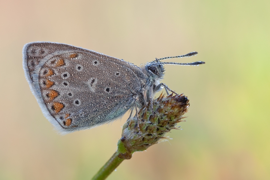 Polyommatus-icarus-Hauhechel-Bläuling_936H77s.jpg