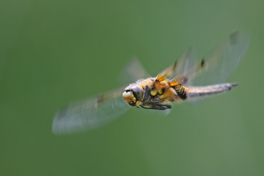 cp-Vierfleck Flug 3 ps_filtered.jpg