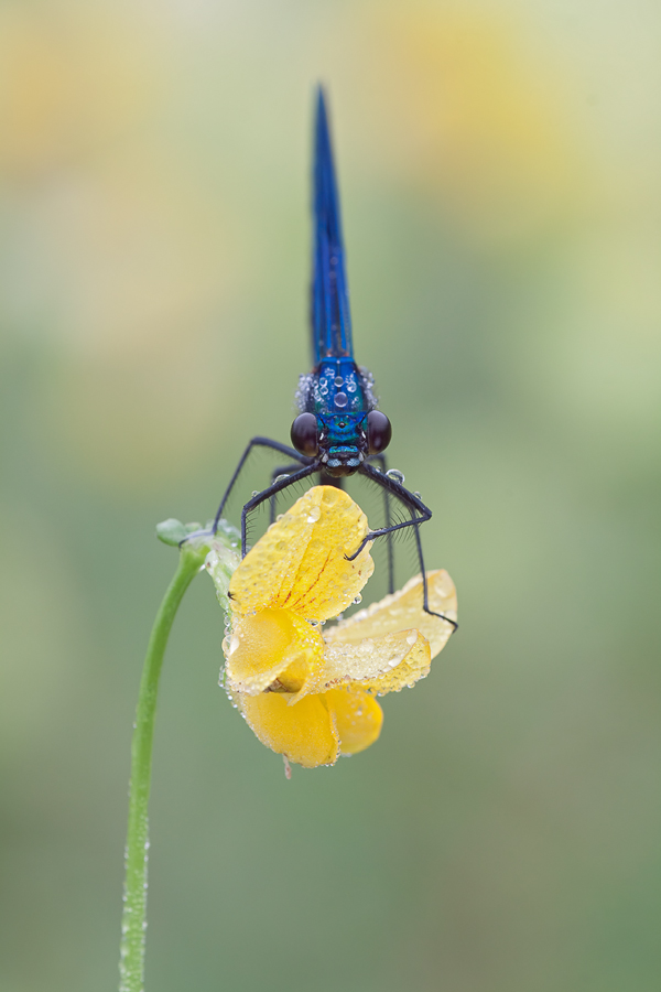 20100609-Calopteryx splendens, Gebänderte Prachtlibelle-1.jpg