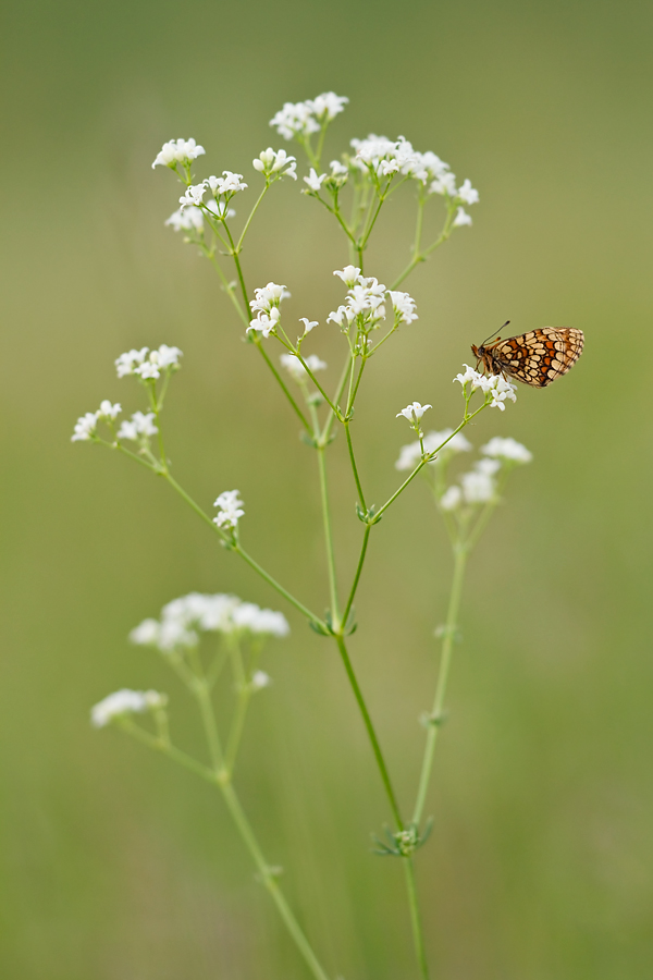 blumenwächter.jpg