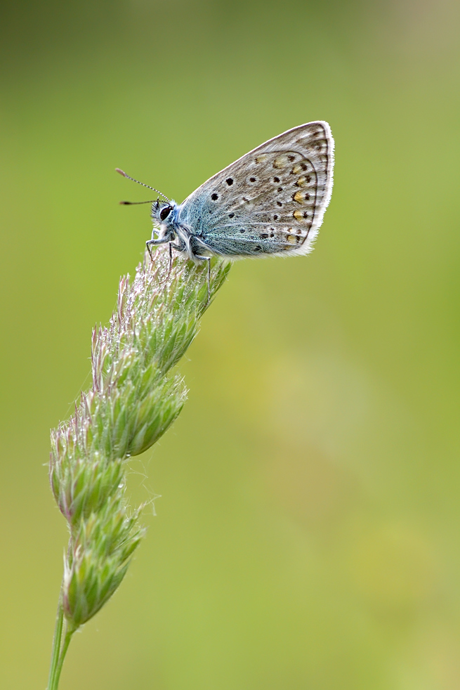 Blaeuling_20100618_10_60_04_verkl.jpg