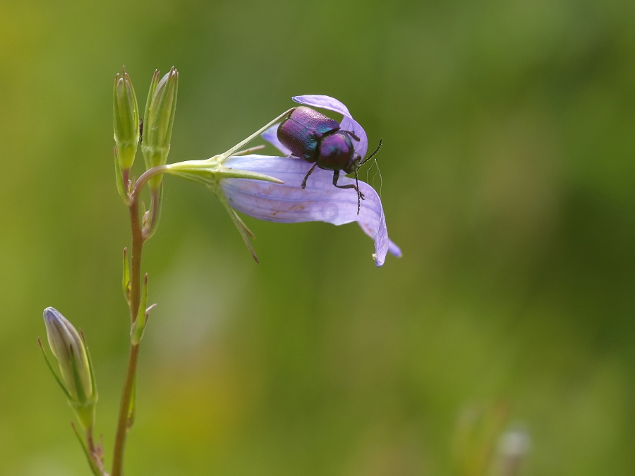 _6193918-Violetter.jpg