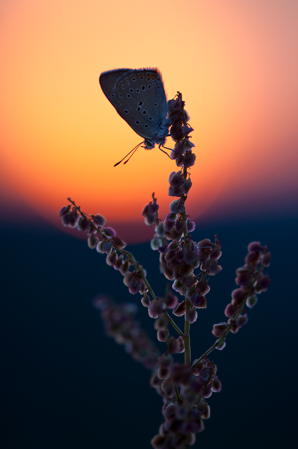 lycaena_hippothoe_sun.jpg